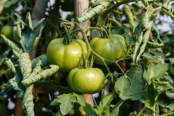 green tomatoes growing in detail - Fotó, kép