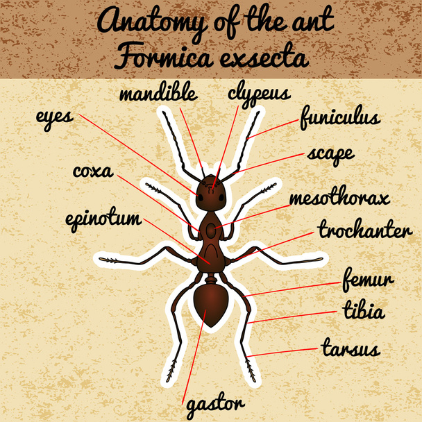 Insektenanatomie. Aufkleber formica exsecta. Skizze der Ameise. Ameisenentwurf für Malbuch. Handgezeichnete Ameise. Vektor - Vektor, Bild