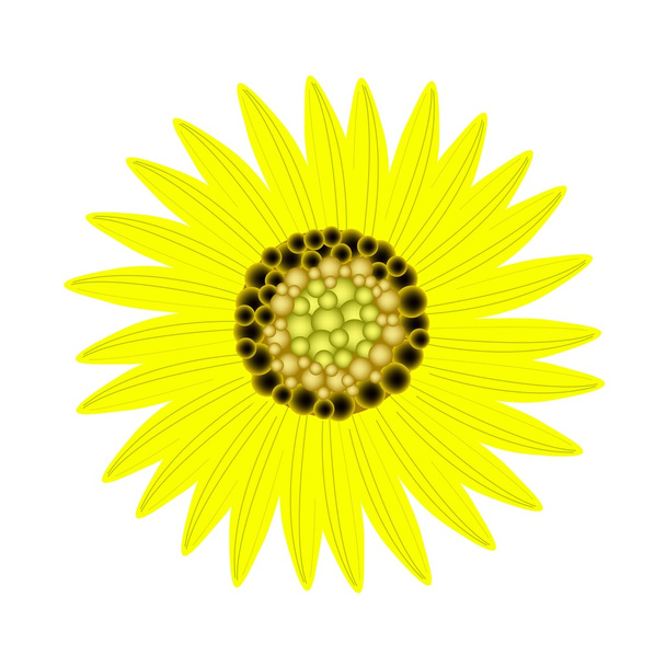 Elegante perfecto girasol amarillo sobre fondo blanco
 - Vector, imagen