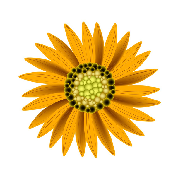Elegant Perfect Orange Sunflower on White Background - Vektor, obrázek