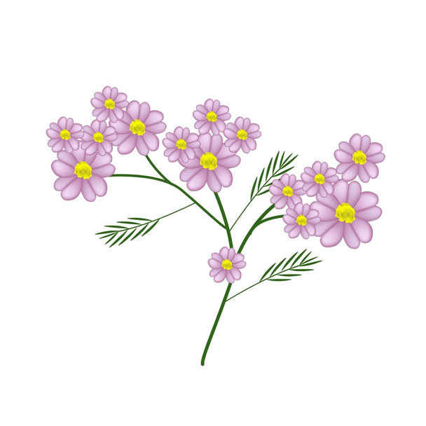 Blossoming of Pink Yarrow Flowers or Achillea Millefolium Flowers - Vector, Image