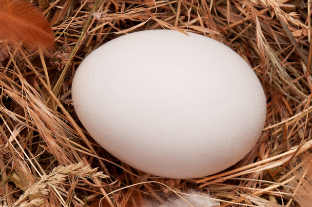 яйца в гнезде
 - Фото, изображение