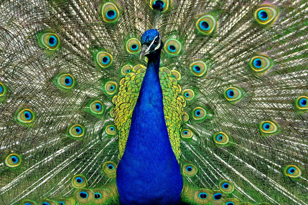 Pavo real mostrando sus bonitas plumas de la cola
. - Foto, Imagen