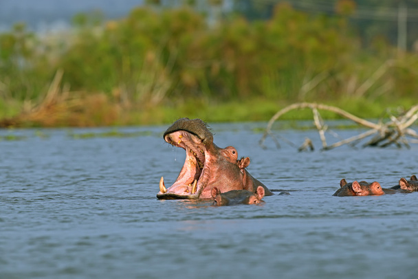 Hipopotam Masai Mara - Zdjęcie, obraz