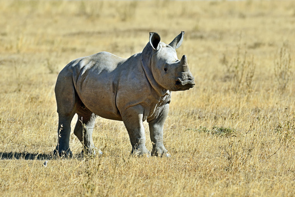 nosorożec biały w Kenii - Zdjęcie, obraz