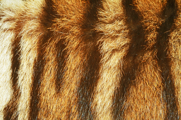 γούνα από εξωτικά αιλουροειδών - Φωτογραφία, εικόνα