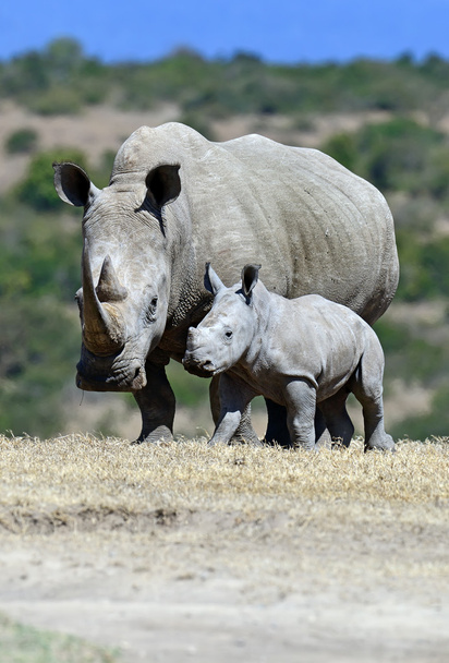 Rhinocéros blanc dans le parc Solio
 - Photo, image