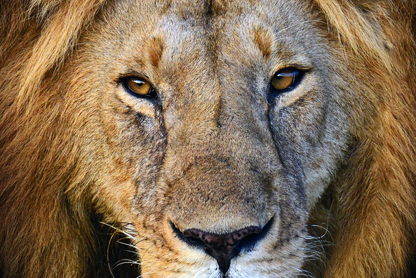 Masai-Mara-Löwen - Foto, Bild