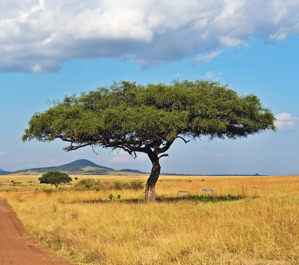 Tree Masai Mara - Photo, Image
