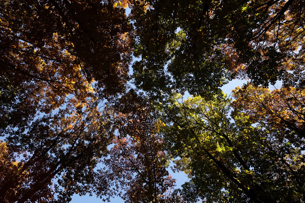 Autumn sky through golden-leaved trees - Photo, Image