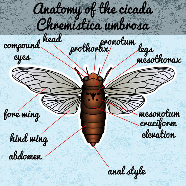 Hyönteisten anatomiaa. Tarralappu. Cicadidae. Chremistica umbrosa. Sketch of cicada. cicada Design värityskirja. käsin piirretty cicada. Vektori
 - Vektori, kuva