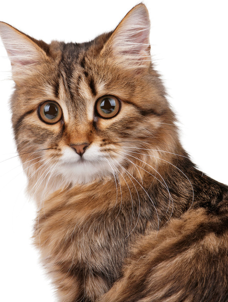 портрет кішка
 - Фото, зображення