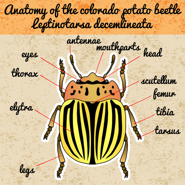 Anatomia degli insetti. Adesivo coleottero patata colorado. Leptinotarsa decemlineata. Schizzo di scarabeo di patate colorado. scarabeo colorado Design per libro da colorare. scarabeo colorado disegnato a mano. Vettore
 - Vettoriali, immagini