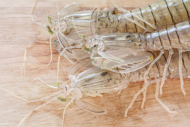 Gamberetti Mantis su legno
 - Foto, immagini