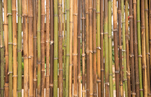 Bambus, oplocení, s použitím bambusu dlaždice pro panel. - Fotografie, Obrázek