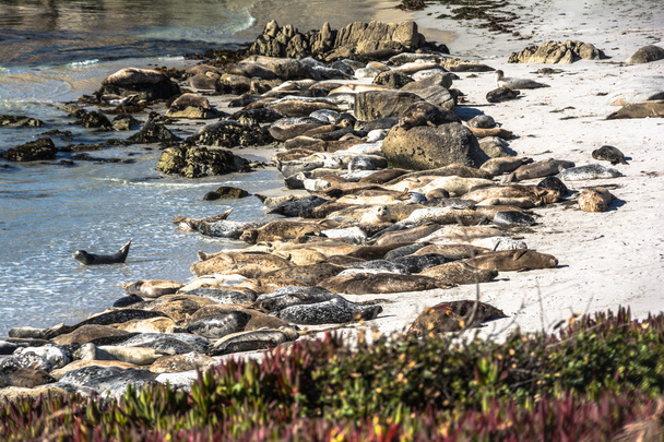 The sea lions on the beach of Monterey, California - Photo, Image