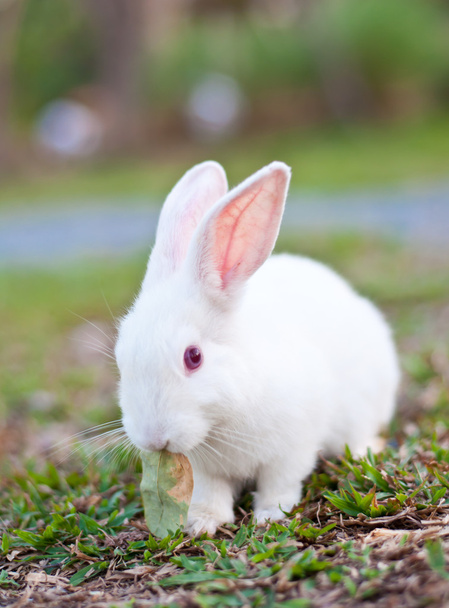 biały królik w gospodarstwie - Zdjęcie, obraz