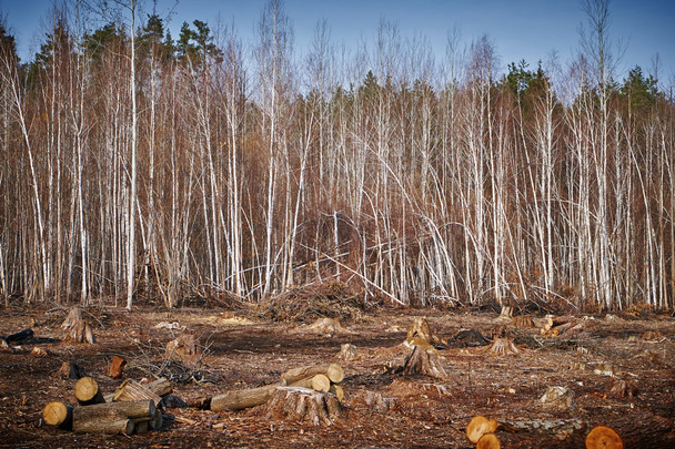 Odlesňování v borovém lese - Fotografie, Obrázek