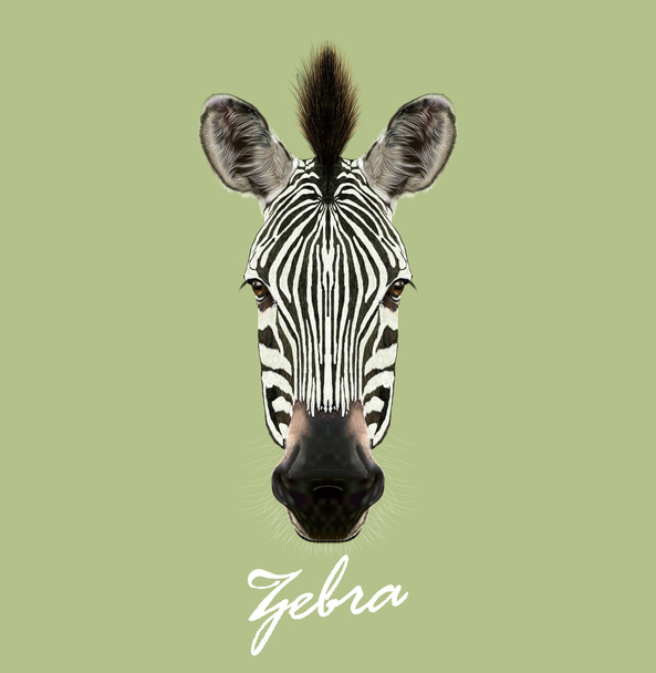 Zebra faccia di animale selvatico. Vettoriale simpatico safari africano bianco e nero Zebra ritratto testa. Realistico ritratto in pelliccia di bella savana a strisce Zebra su sfondo verde
. - Vettoriali, immagini