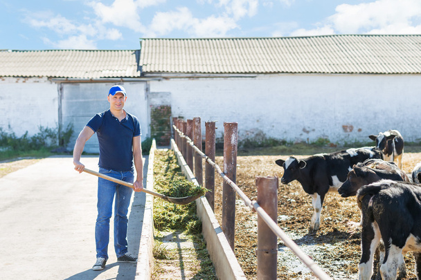 Farmer is working on farm with dairy cows - Фото, изображение