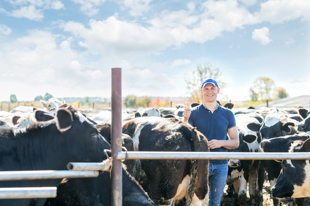 αγρότης εργάζεται σε αγρόκτημα με αγελάδες γαλακτοπαραγωγής - Φωτογραφία, εικόνα