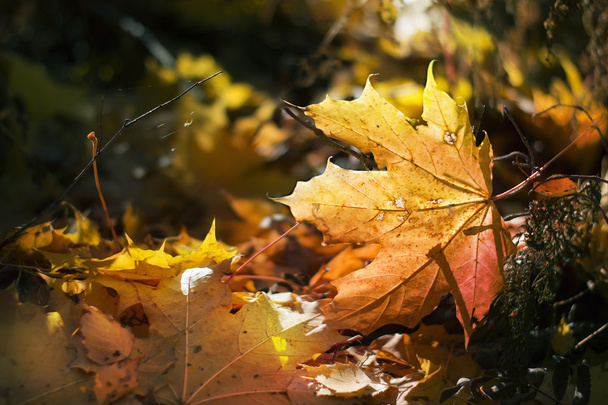 Yellow maple leaf - Foto, Imagen