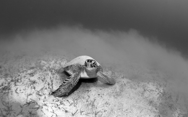 Żółw w Turcji - Zdjęcie, obraz