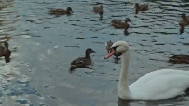 Swan met eenden, zwemmen in het water, voeding - Video