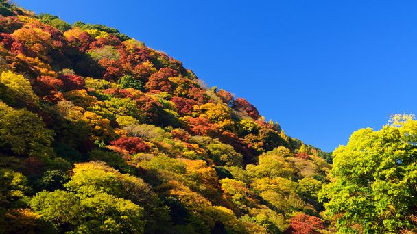 Kyoto sonbahar renkleri - Fotoğraf, Görsel