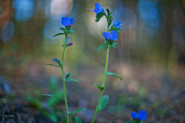 Fiore foresta blu
 - Foto, immagini