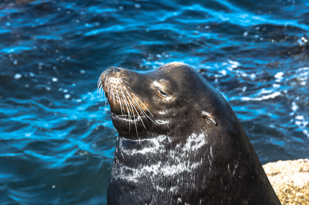 Leone marino a Monterey, California
 - Foto, immagini
