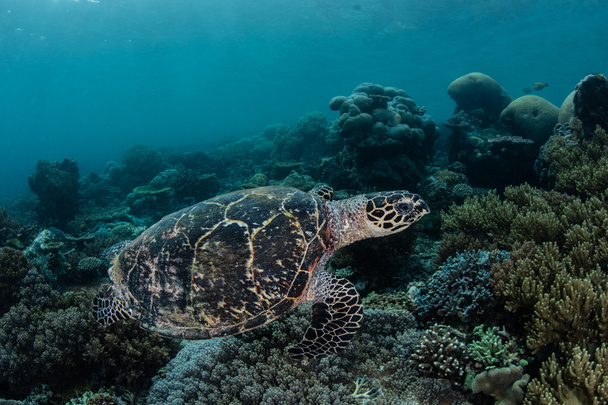Cserepes teknőst és zátony - Fotó, kép