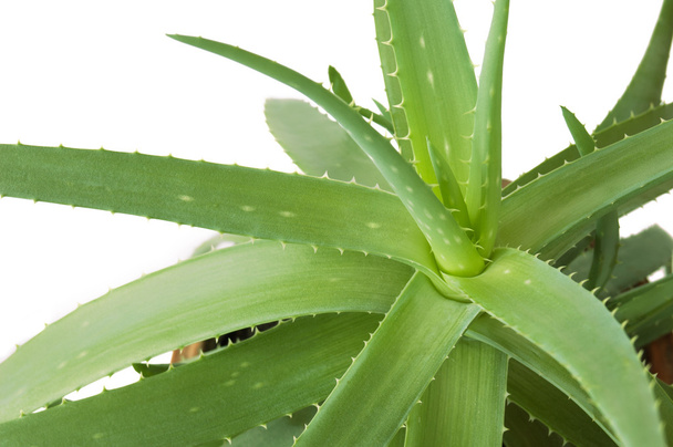 Aloe Vera foglie isolate su sfondo bianco - Foto, immagini