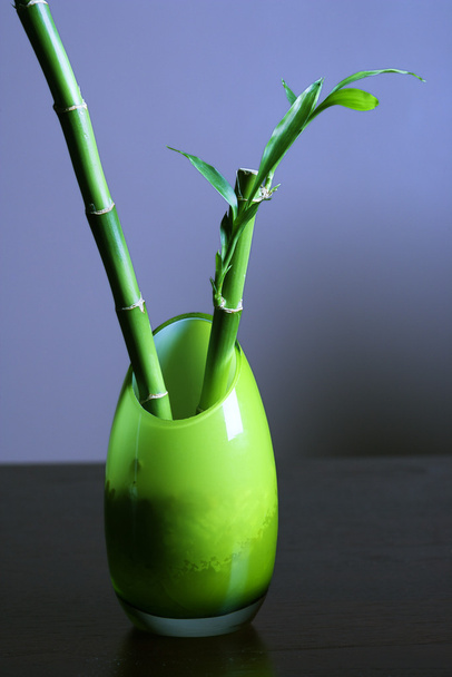 Lucky Bamboo in Green Glass Vase - Фото, изображение
