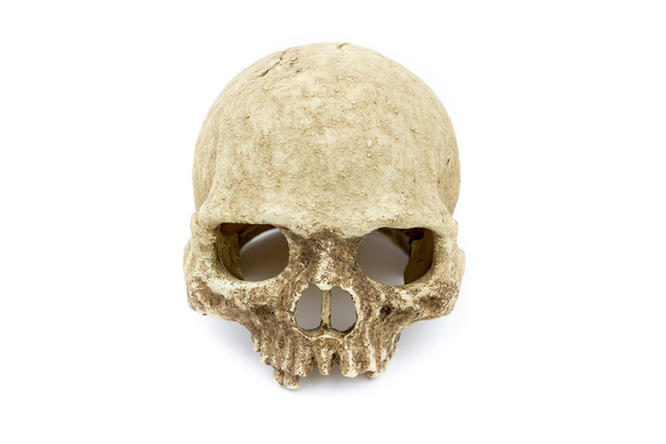 Primate schedel isoleren achtergrond - Foto, afbeelding