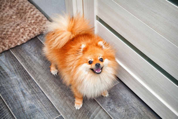 όμορφο σκυλί συντροφιάς στέκεται στο δάπεδο στο διαμέρισμα. Μικρό σκύλοs breeds Spitz - Φωτογραφία, εικόνα