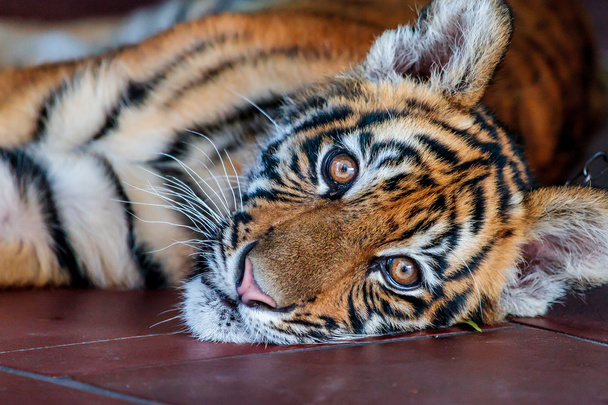 Staring Bengaalse tijger - Foto, afbeelding
