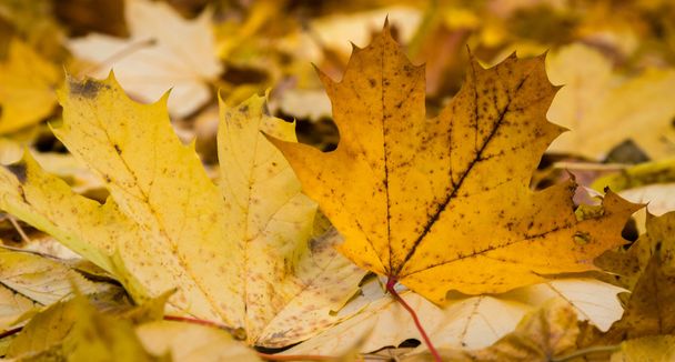 Esdoornblad in de herfst - Foto, afbeelding