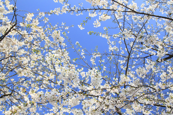 Cherry blossom in Kakunodate - Foto, afbeelding
