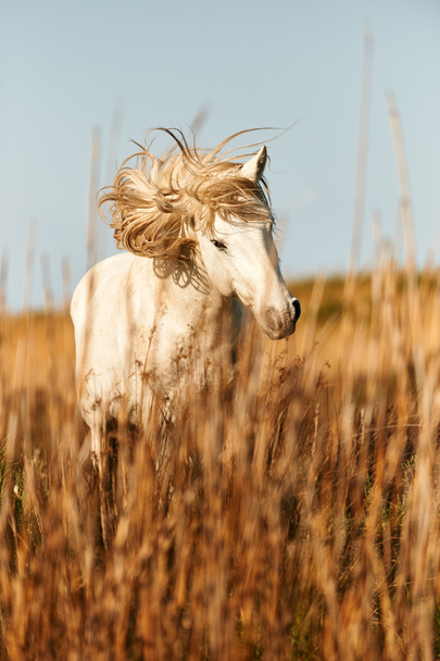 White horse of Camargue - Foto, afbeelding
