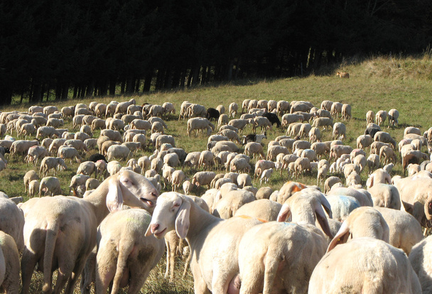 owce pasące się na łące w górach - Zdjęcie, obraz