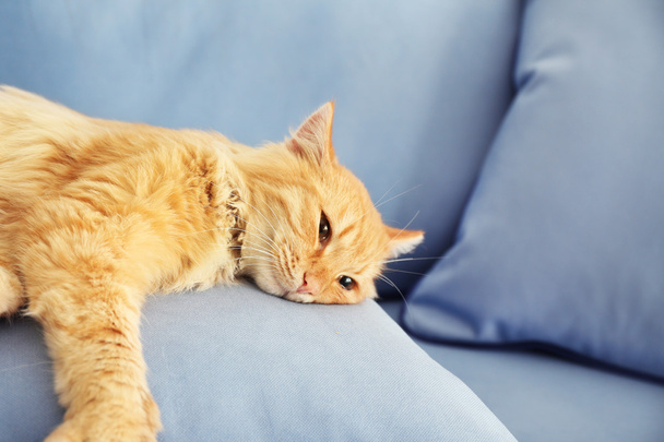 Cute red cat laying - Foto, imagen