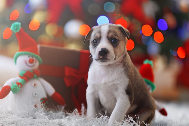 puppy on Christmas background - Fotó, kép