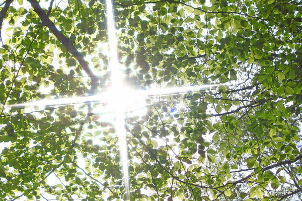 Rayos de sol y hojas verdes
 - Foto, imagen