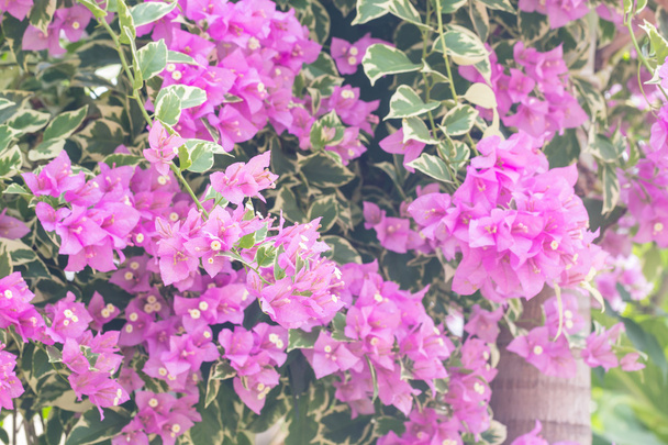 Selektywny fokus kwiatów bugenwilli z kolor filtra    - Zdjęcie, obraz