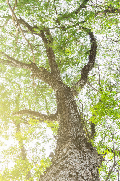 гілка дерева зеленого листя на великому дереві, природний фон дотепність
 - Фото, зображення