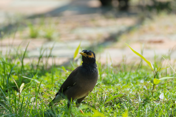 Myna kuş bir çimenlerin üzerinde - Fotoğraf, Görsel