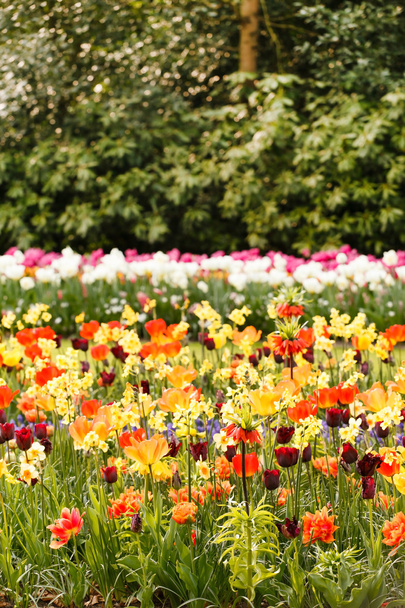 spring flowers garden - Foto, Bild