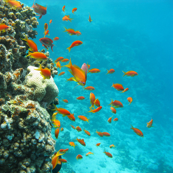  коралловый риф с косяком из рыб скалефиновых антьев, под водой
 - Фото, изображение