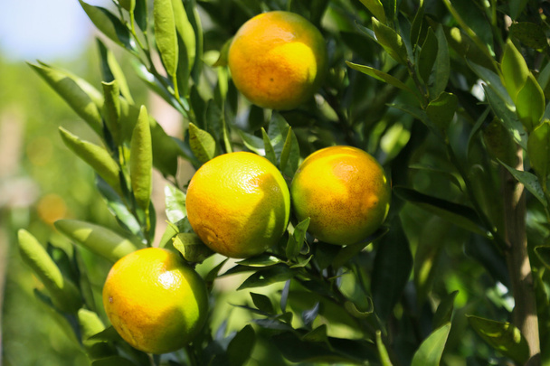 Baya fresca o fondo de uva y naranja, concepto de fruta saludable, fruta popular o fruta del mercado
. - Foto, Imagen